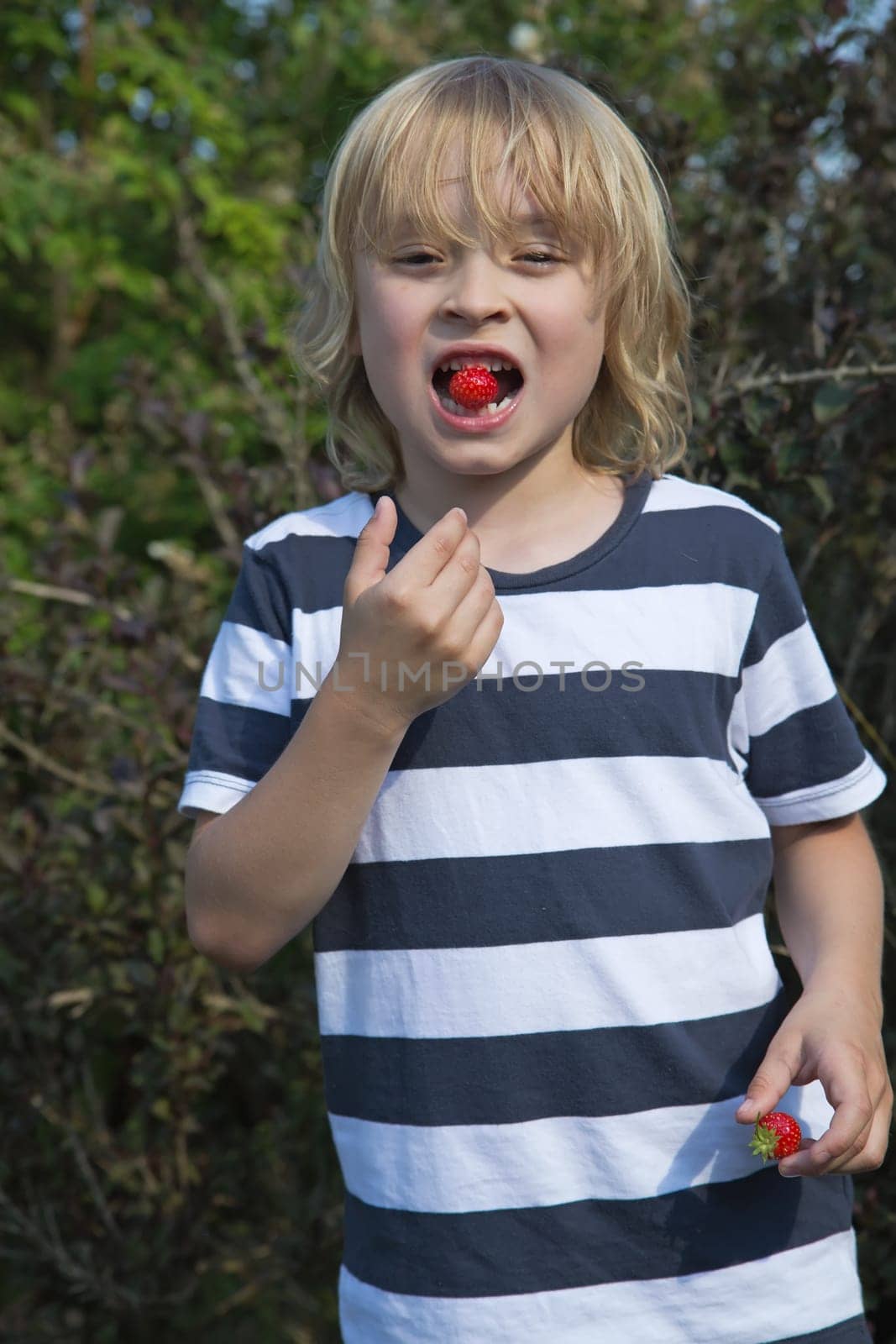 Blond boy in stripped shirt is eating strawberry. Vertically.