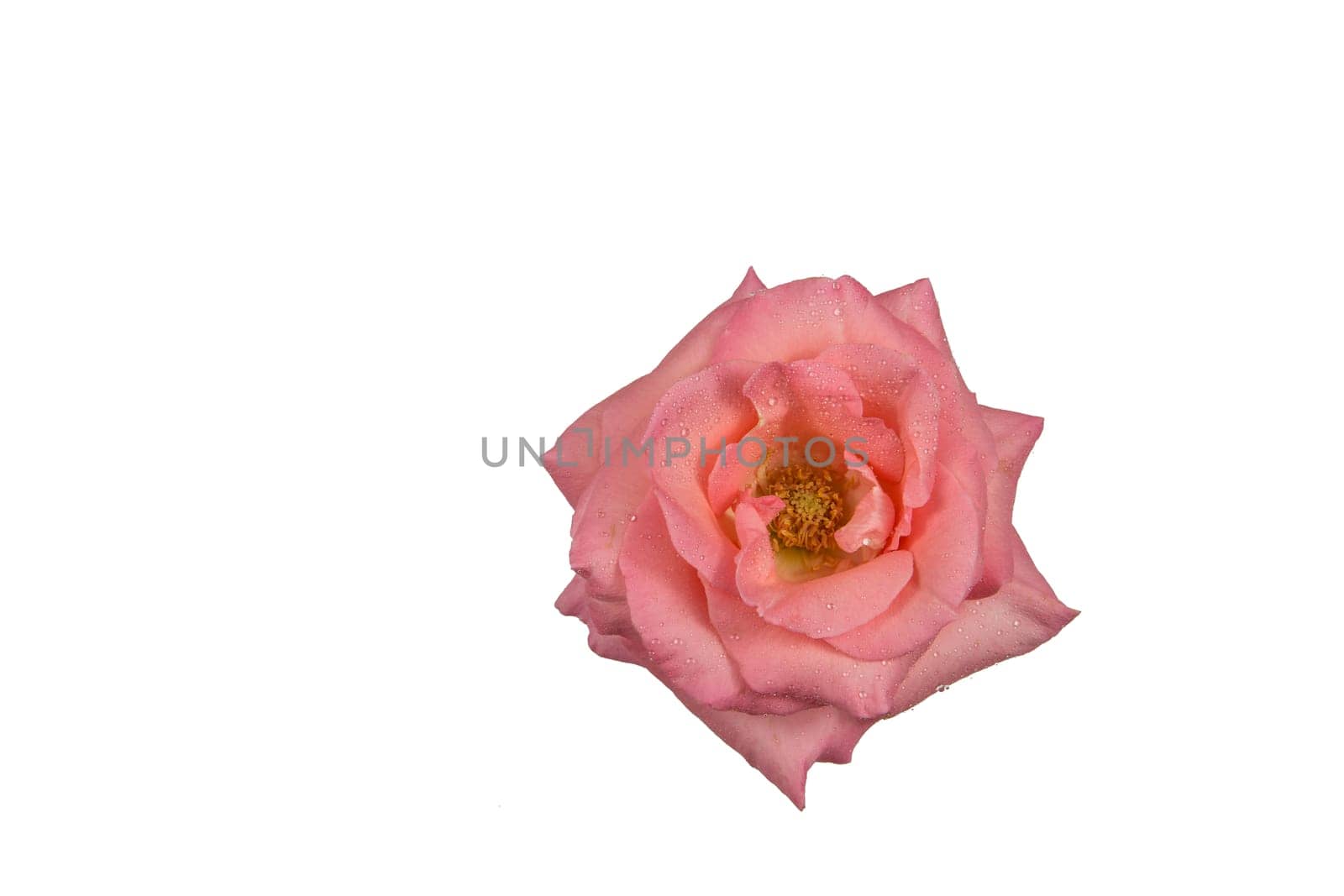 pink rose moist