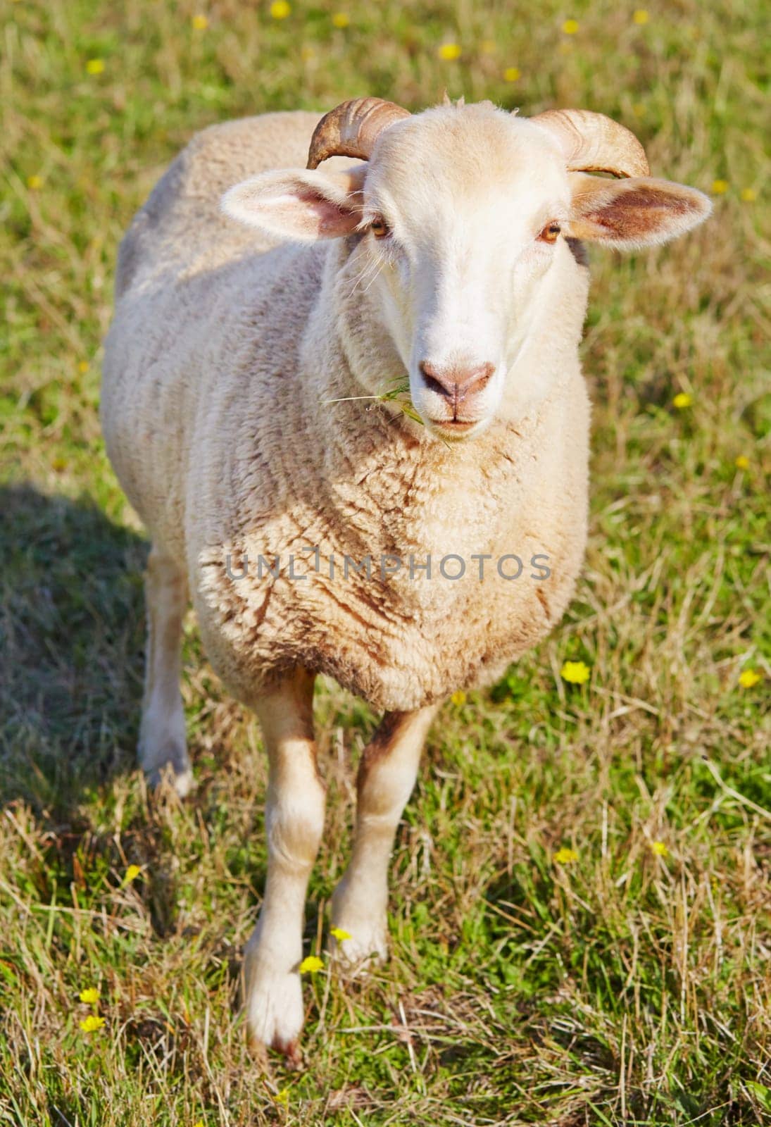 Young ram munching on grass