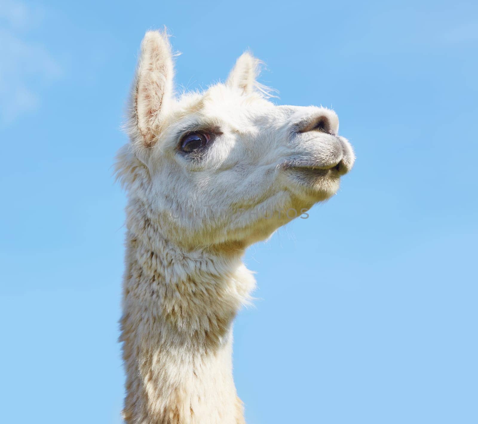 Alpaca with head held high in the sky.