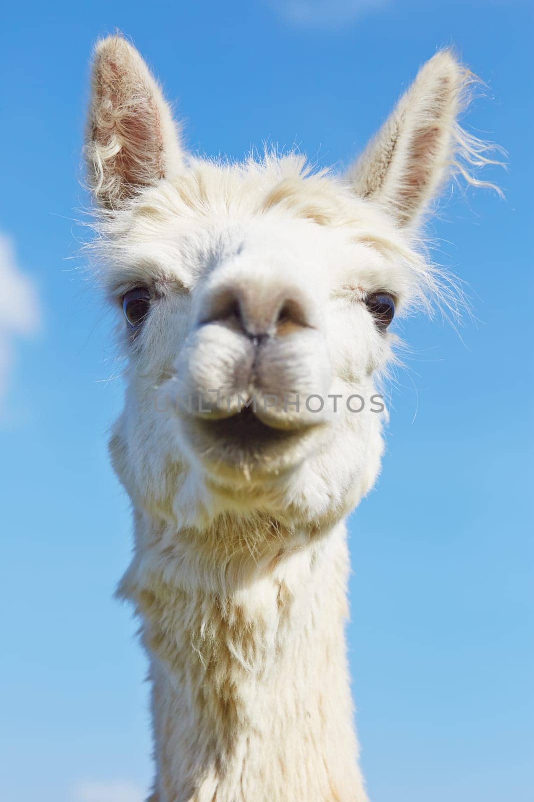 Fluffy alpaca with head held high.