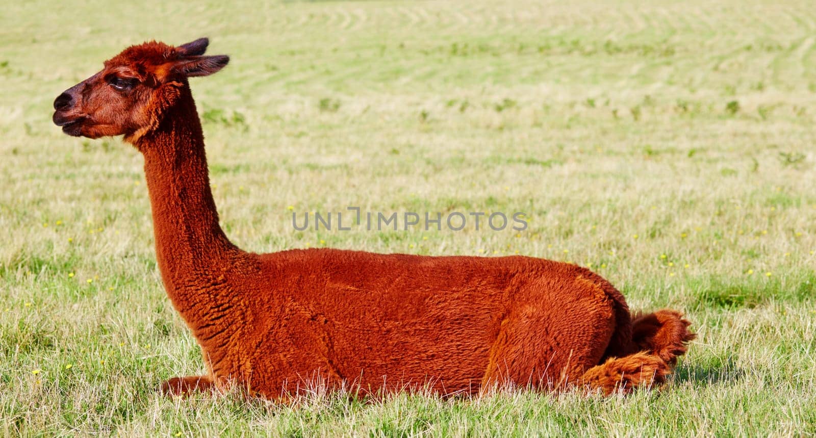 Red brown alpaca squatting in sit position in field