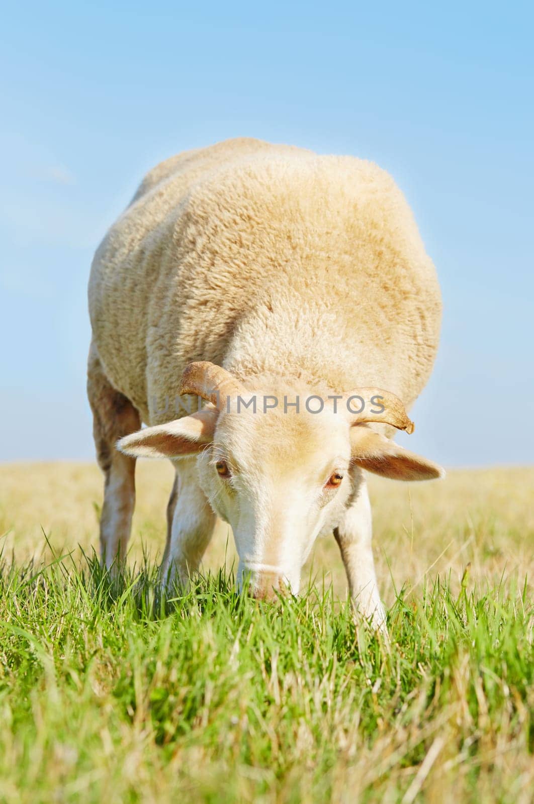 Young ram eating grass in a field with blue sky background