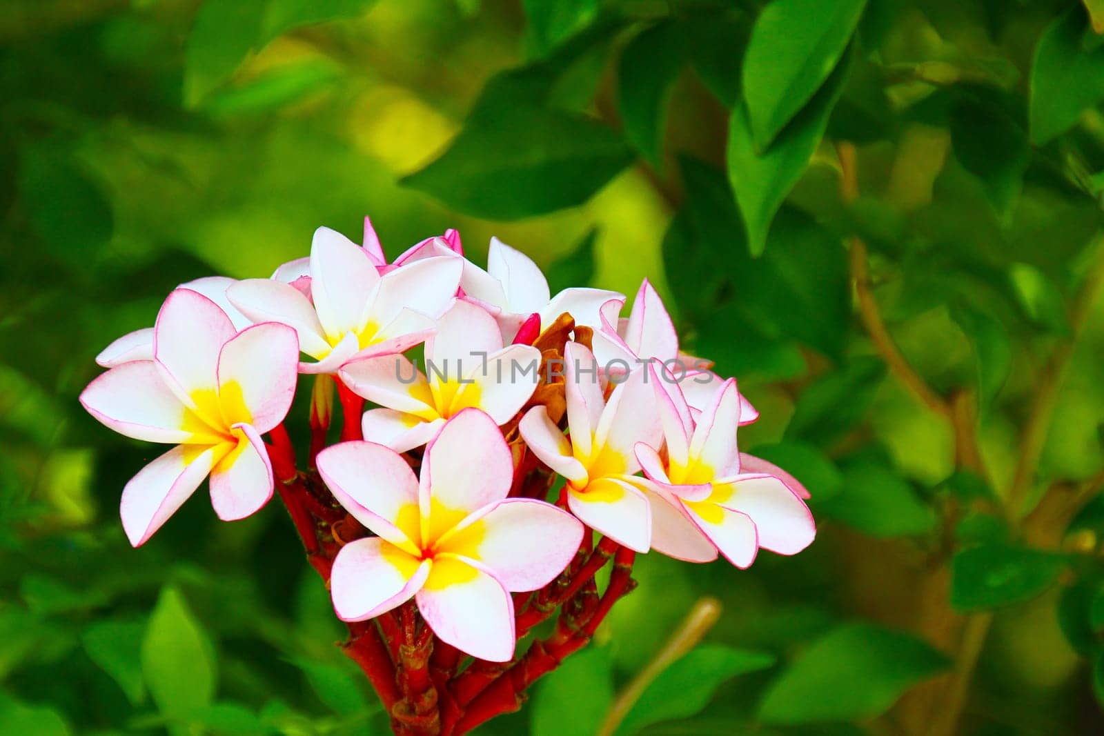 A cream magnolia tree blossoms in Phuket, Thailand