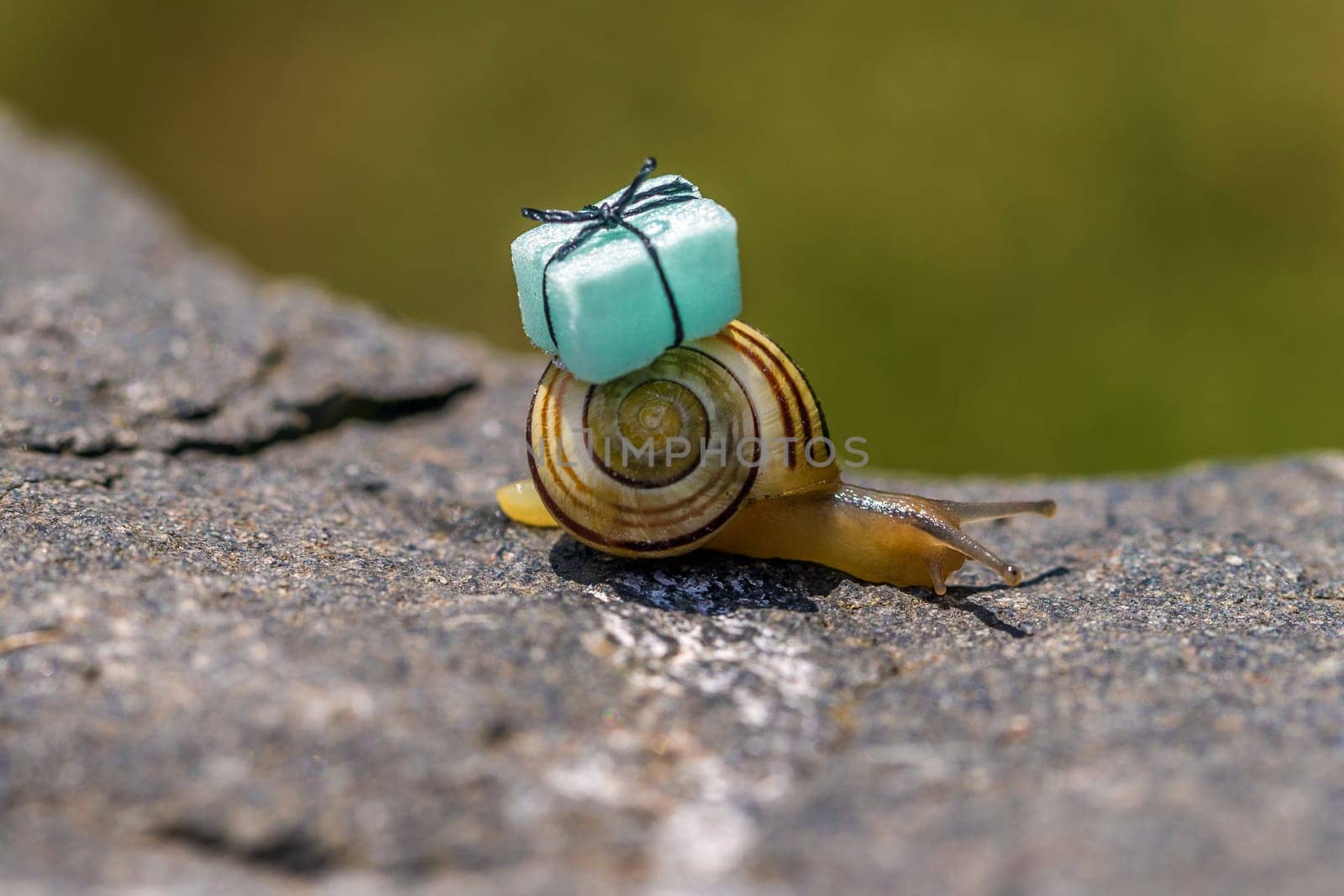 Snail mail