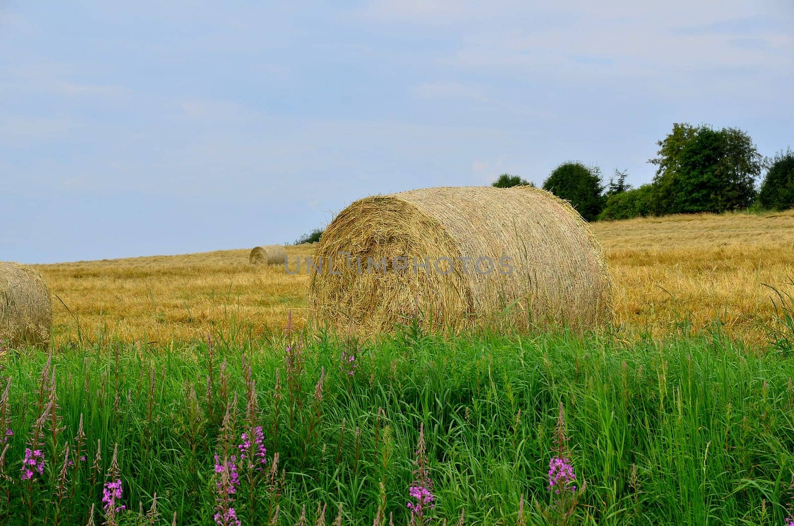 Field in summer