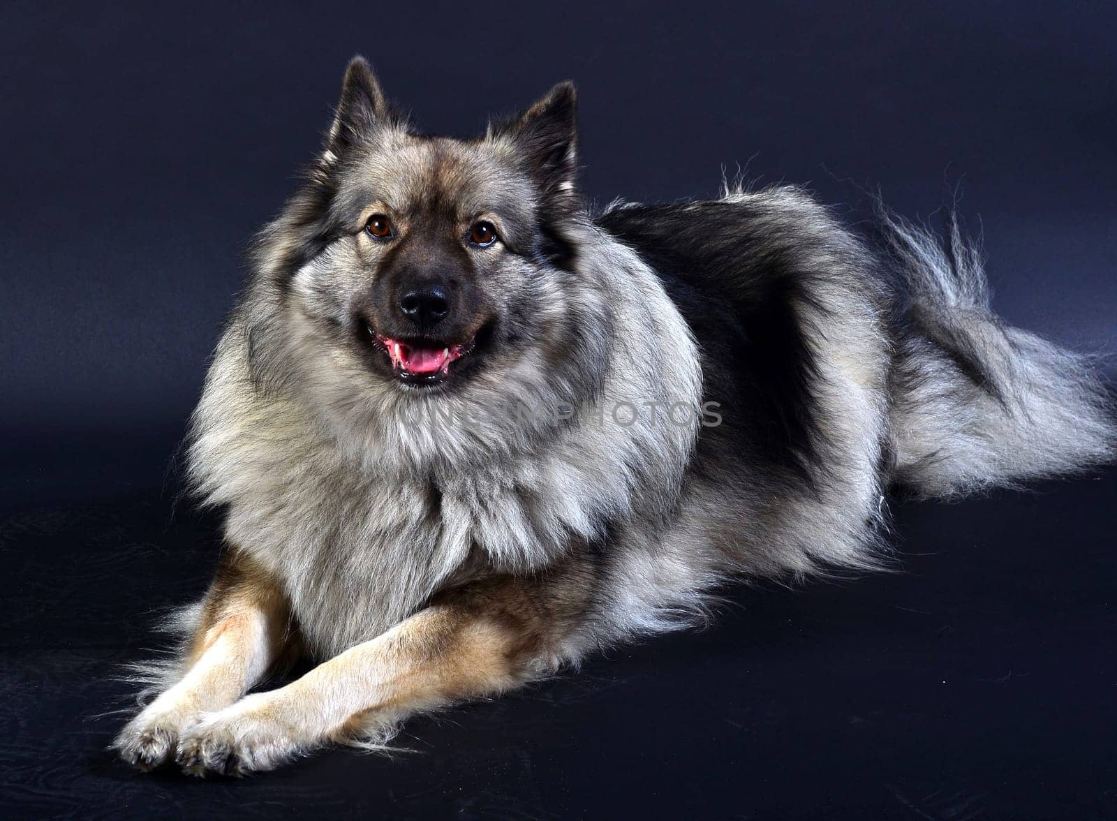 Dog Wolfsspitz