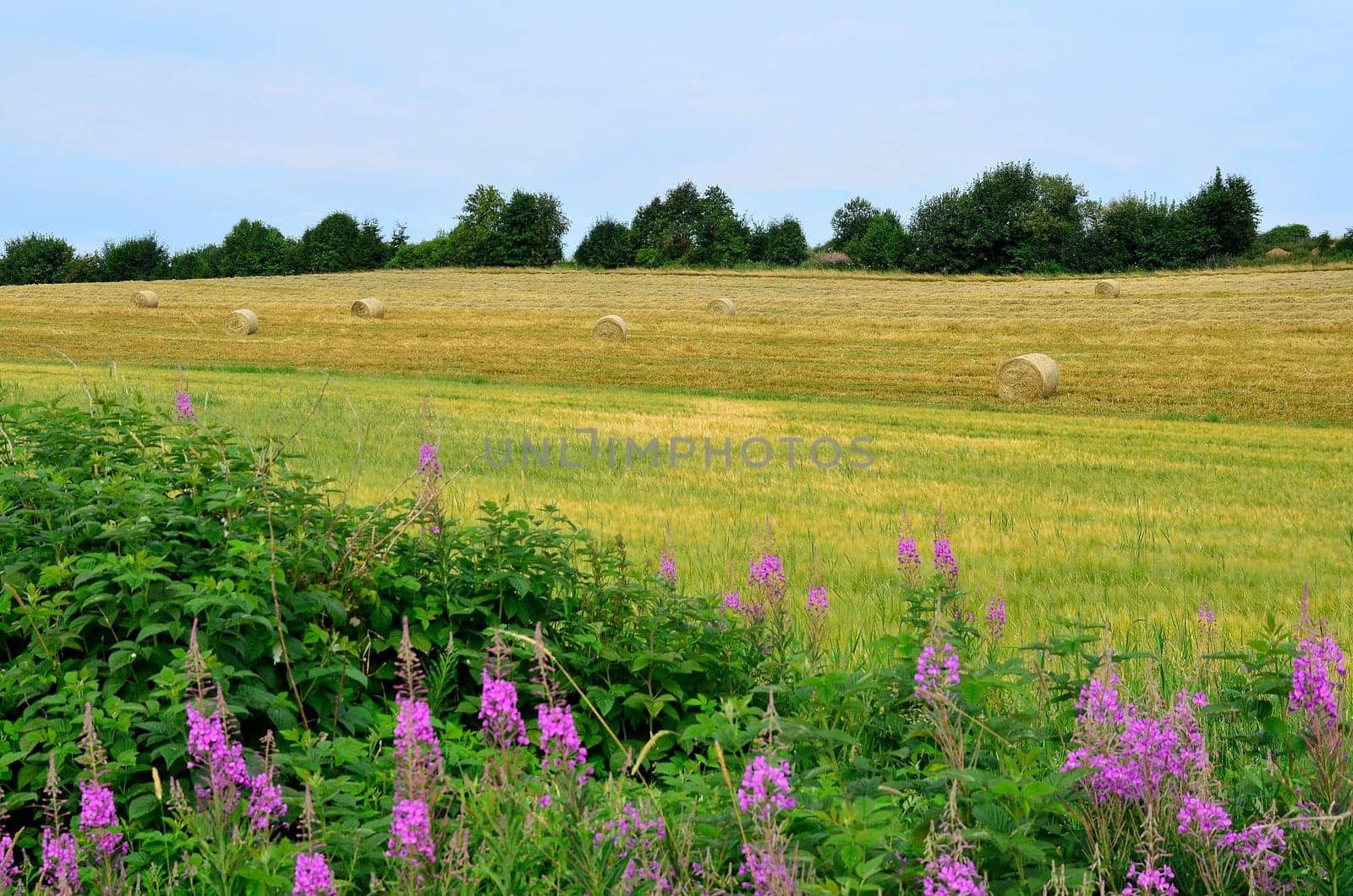Field in summer