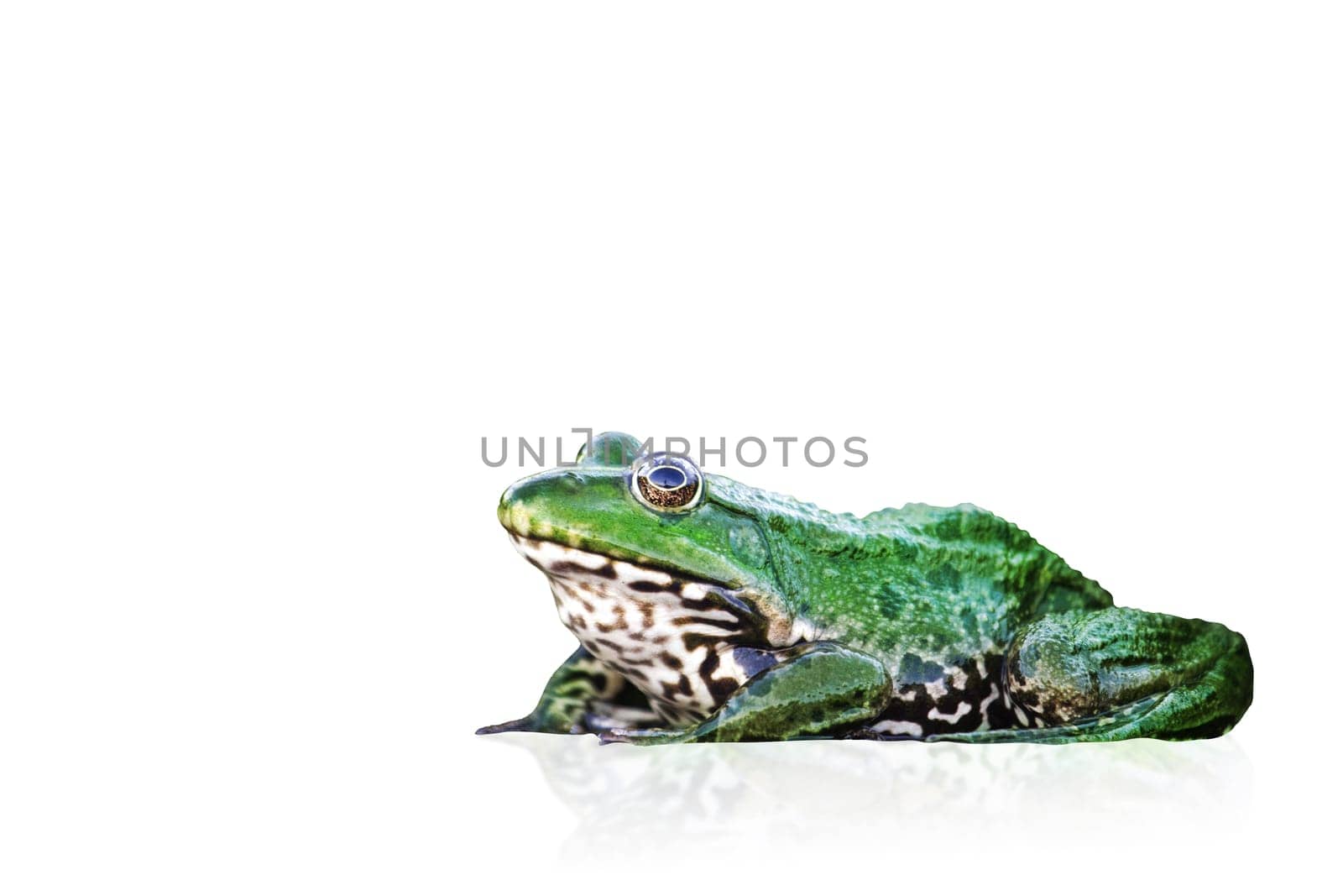 frog isolated on white background, wild nature
