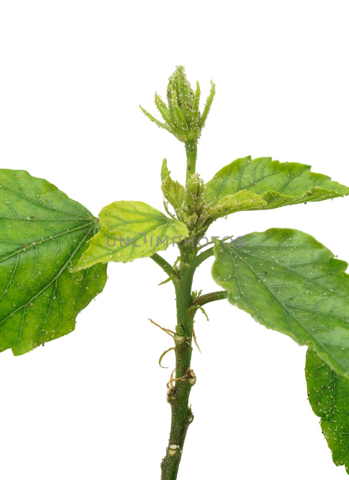 Hibiscus plant attacked by aphids, isolated