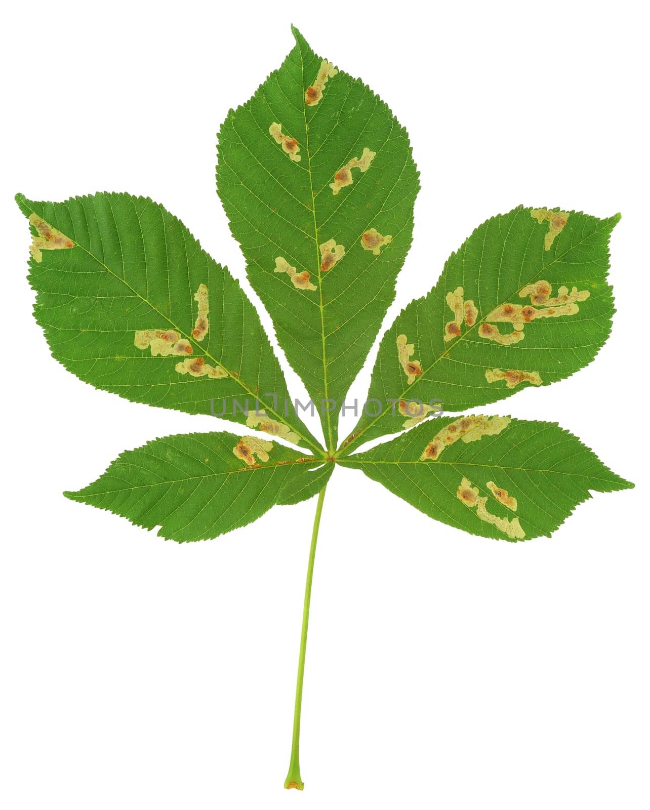 Leaf of chestnut tree attacked by horse-chestnut leaf miner, Cameraria ohridella