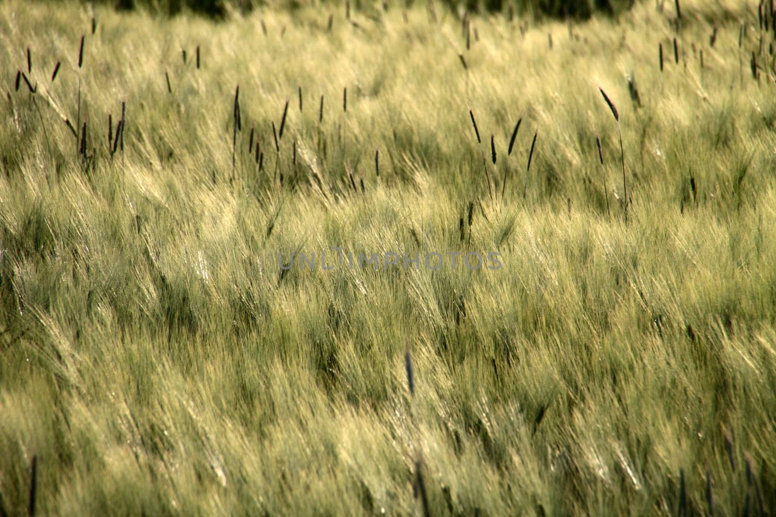 Barley Field
