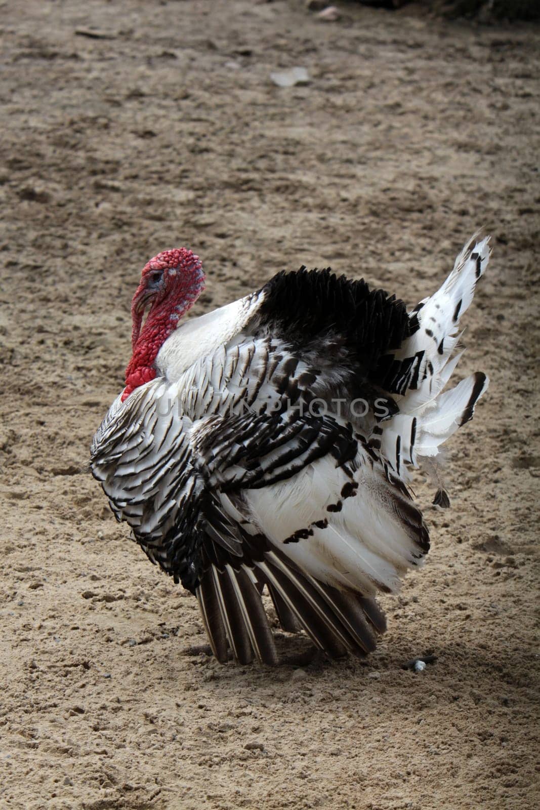 Cröllwitzer turkey