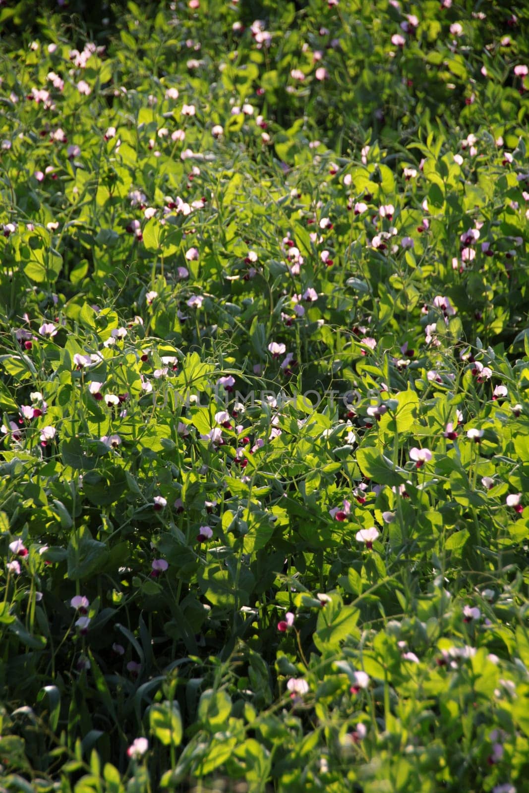 Flowering pea field