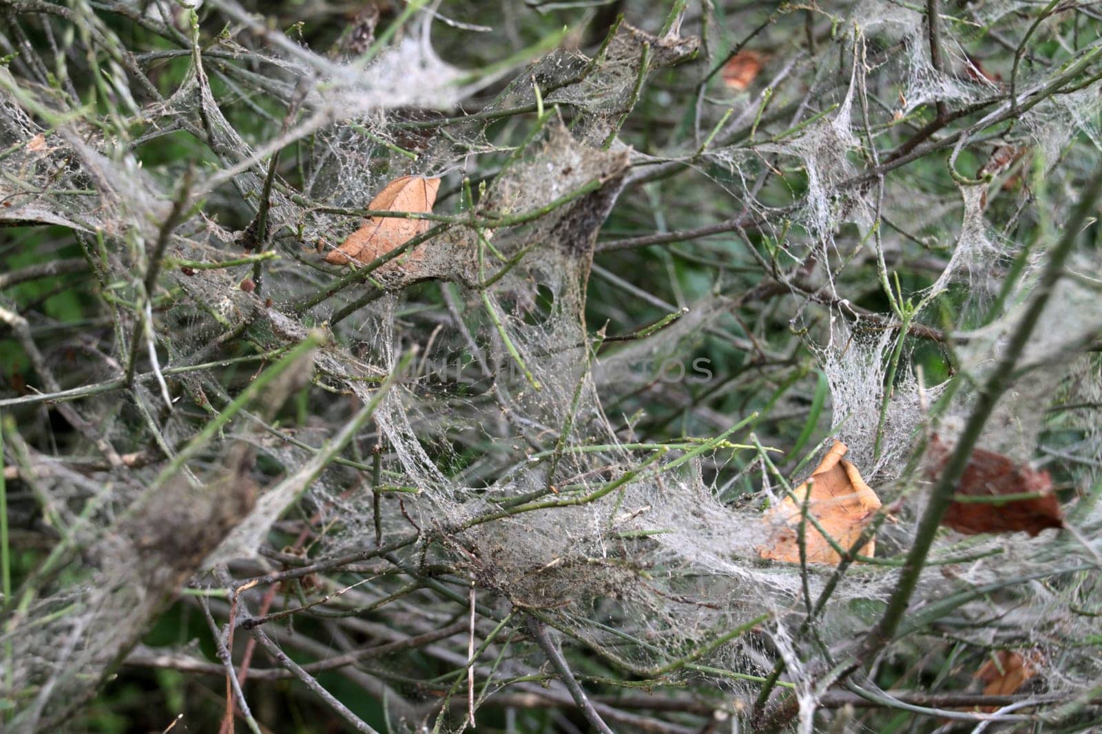 Spinning of spun moths
