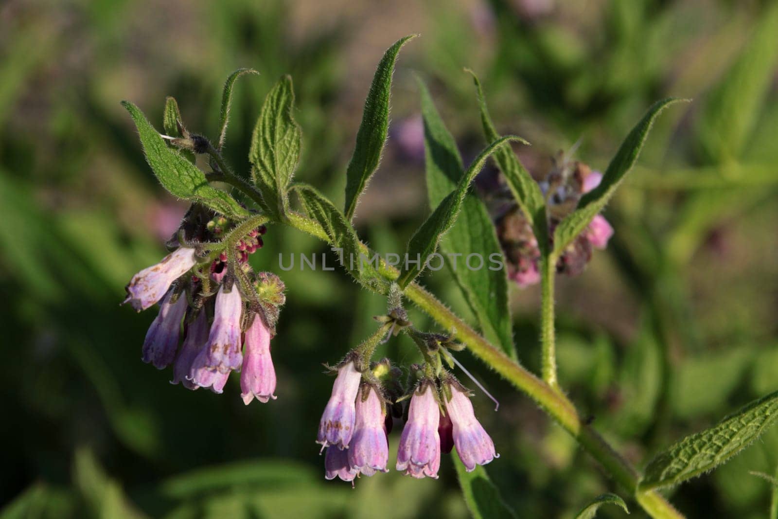 Comfrey