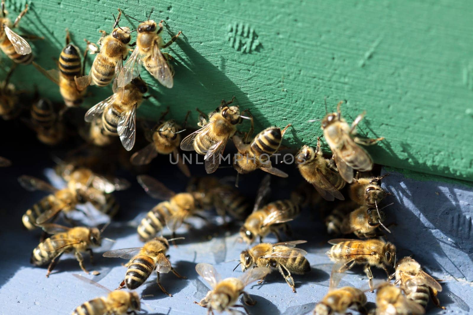 Honeybees