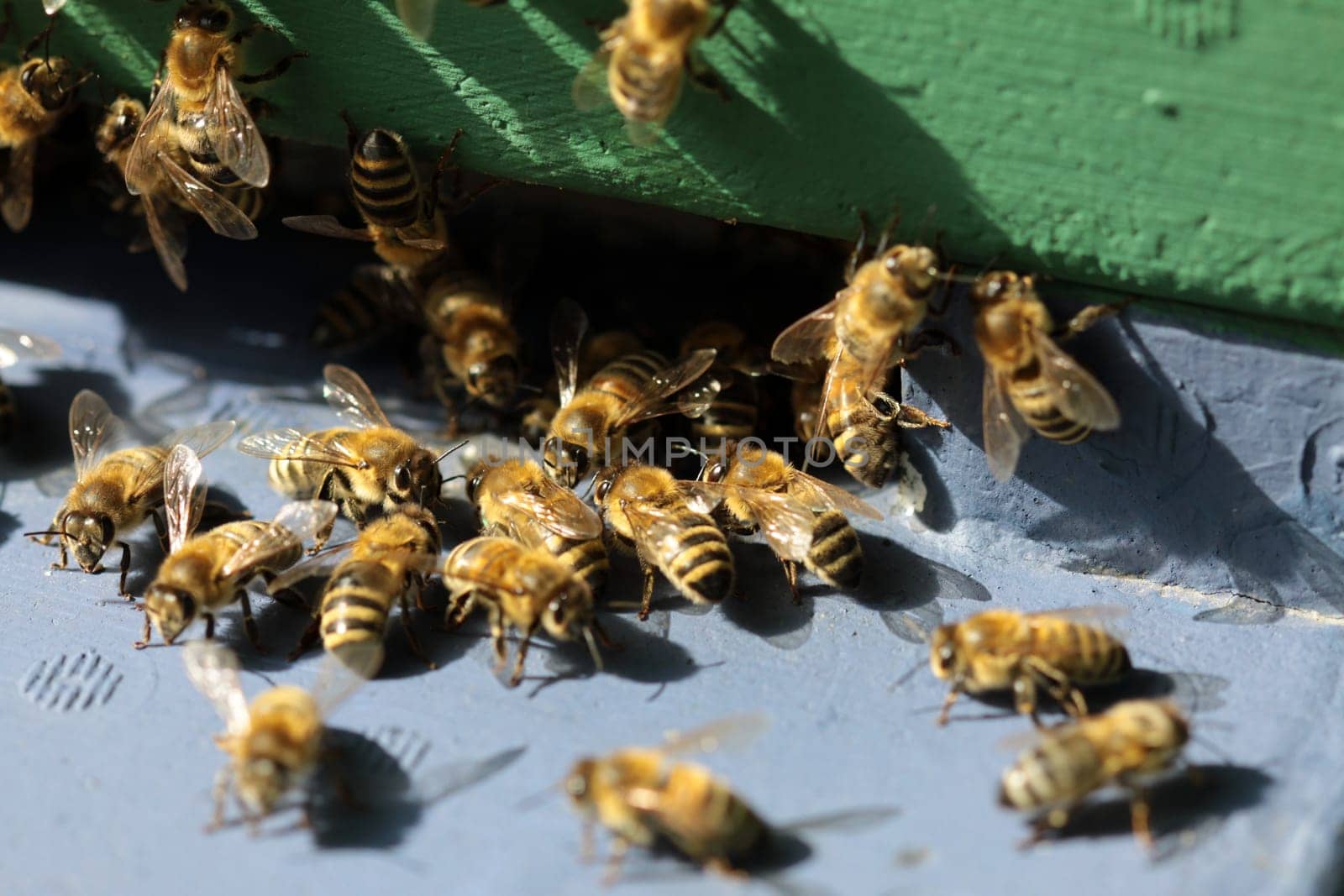 Honeybees