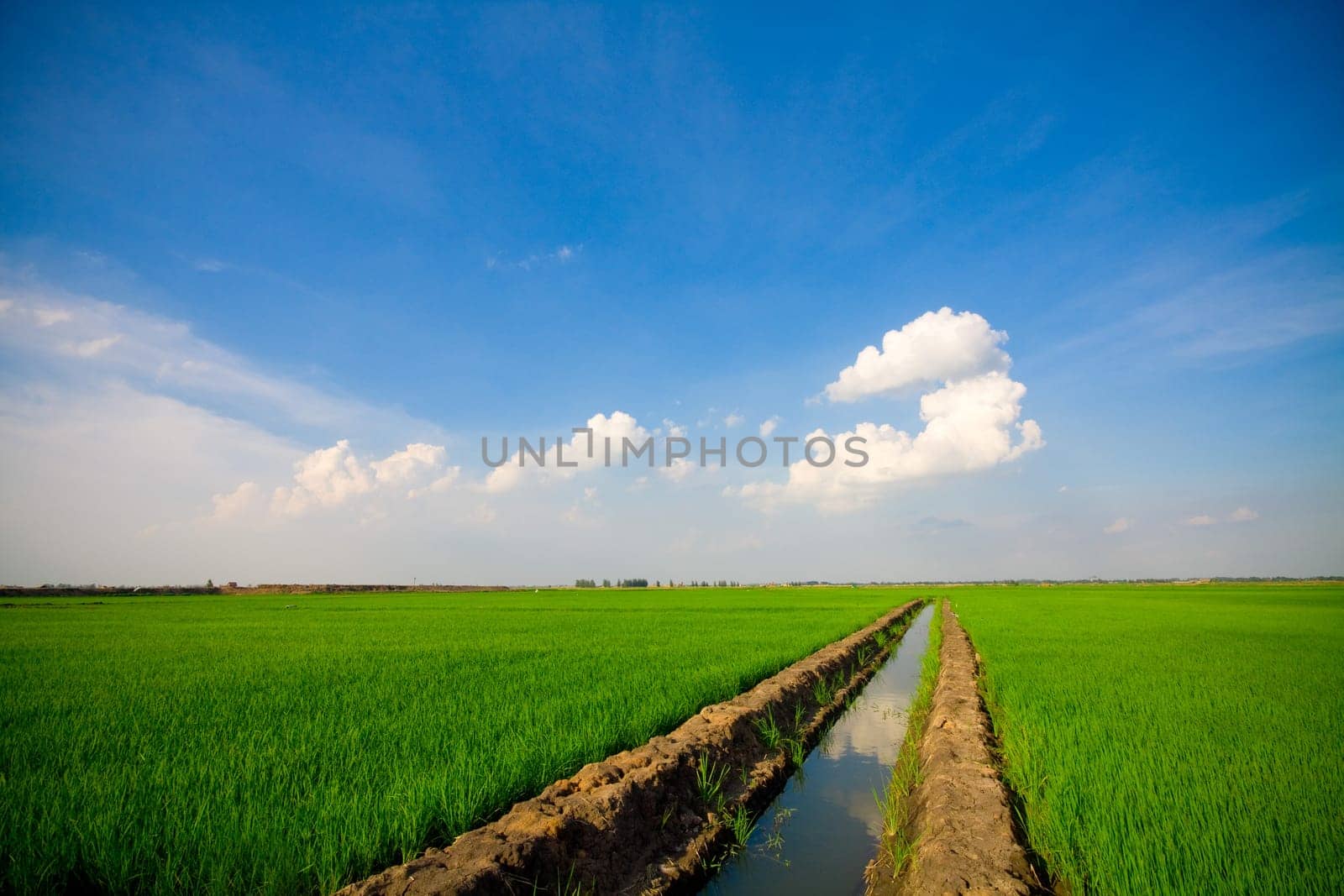 Green grass, the blue sky