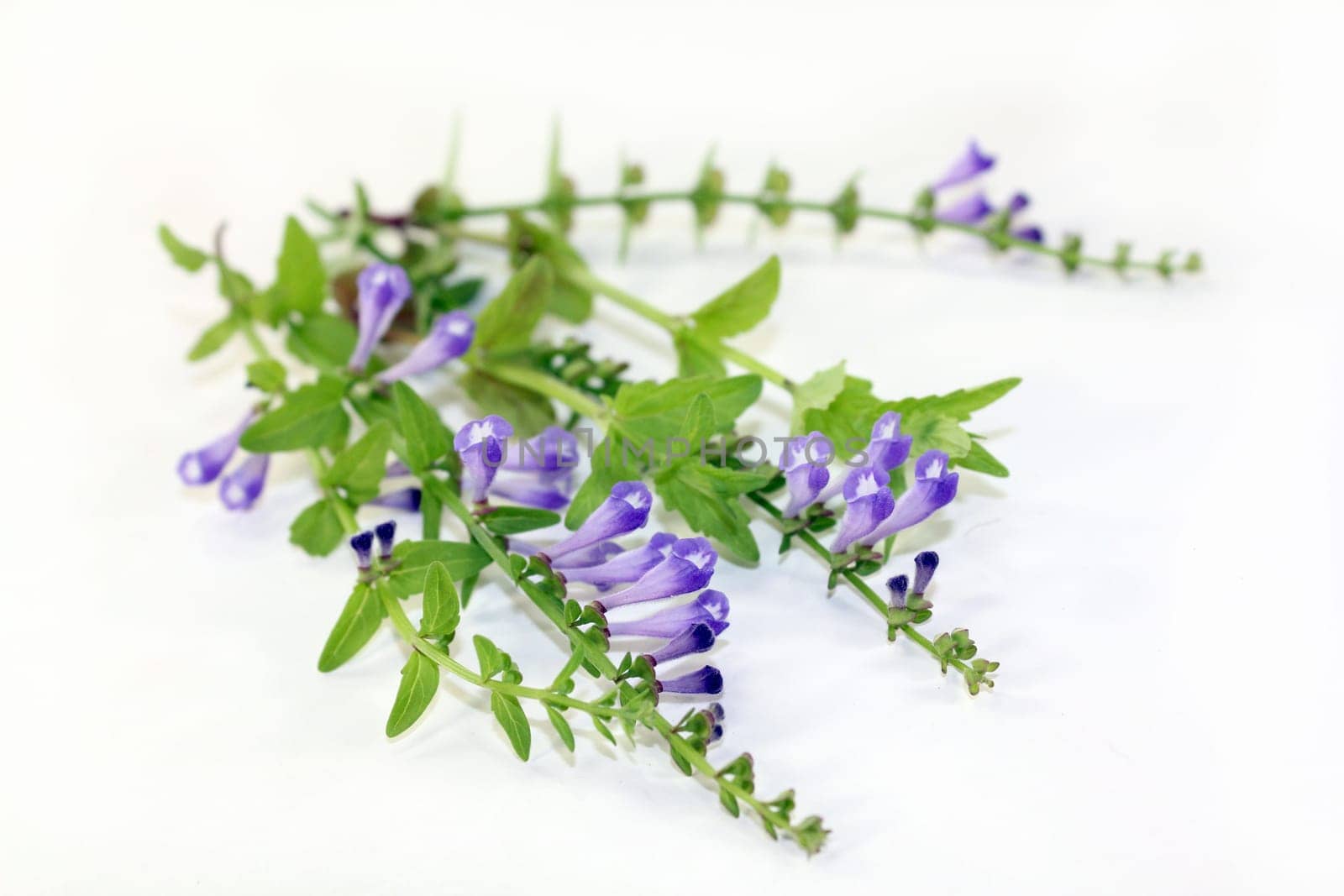 the flowers and leaves of the Chinese Ban Zhi Lian plant
