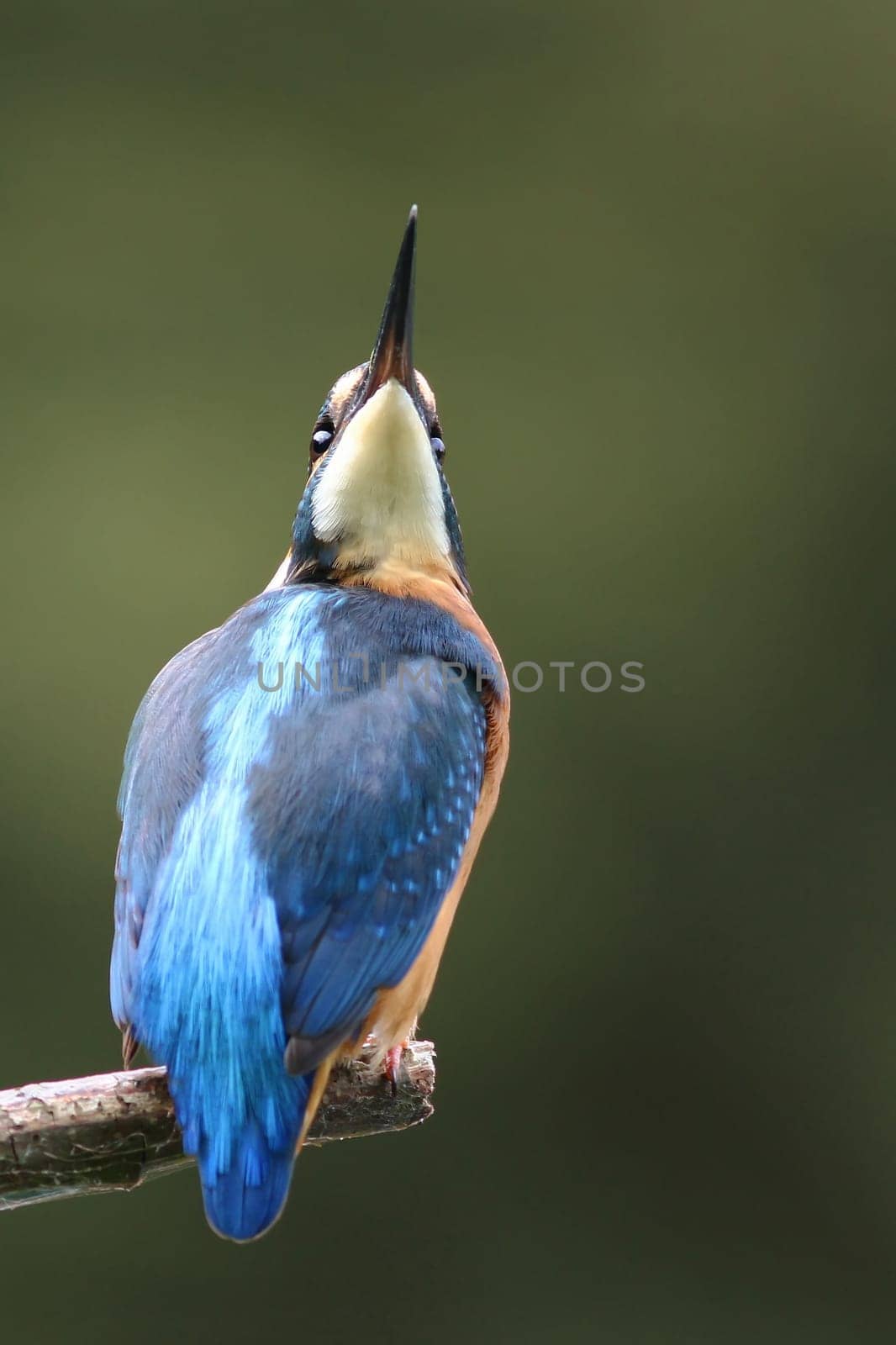 Kingfisher