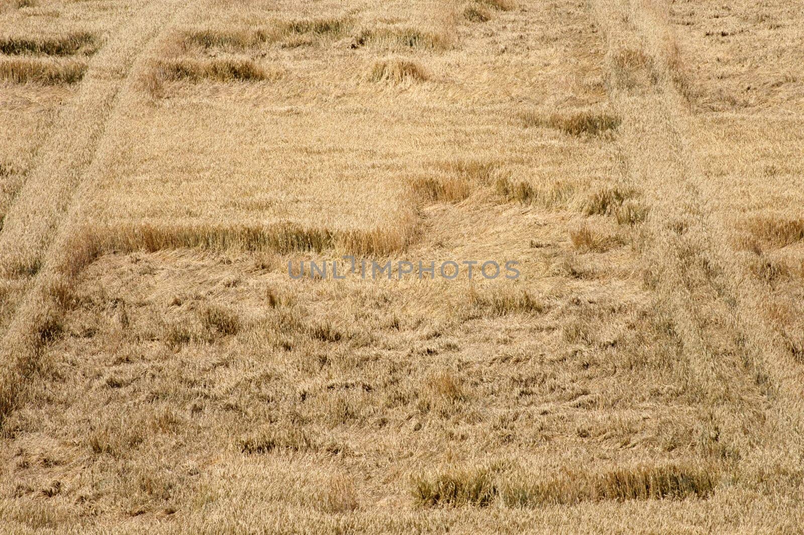 Die Fotografie eines reifen Kornfeldes per Vogelperspektive.
