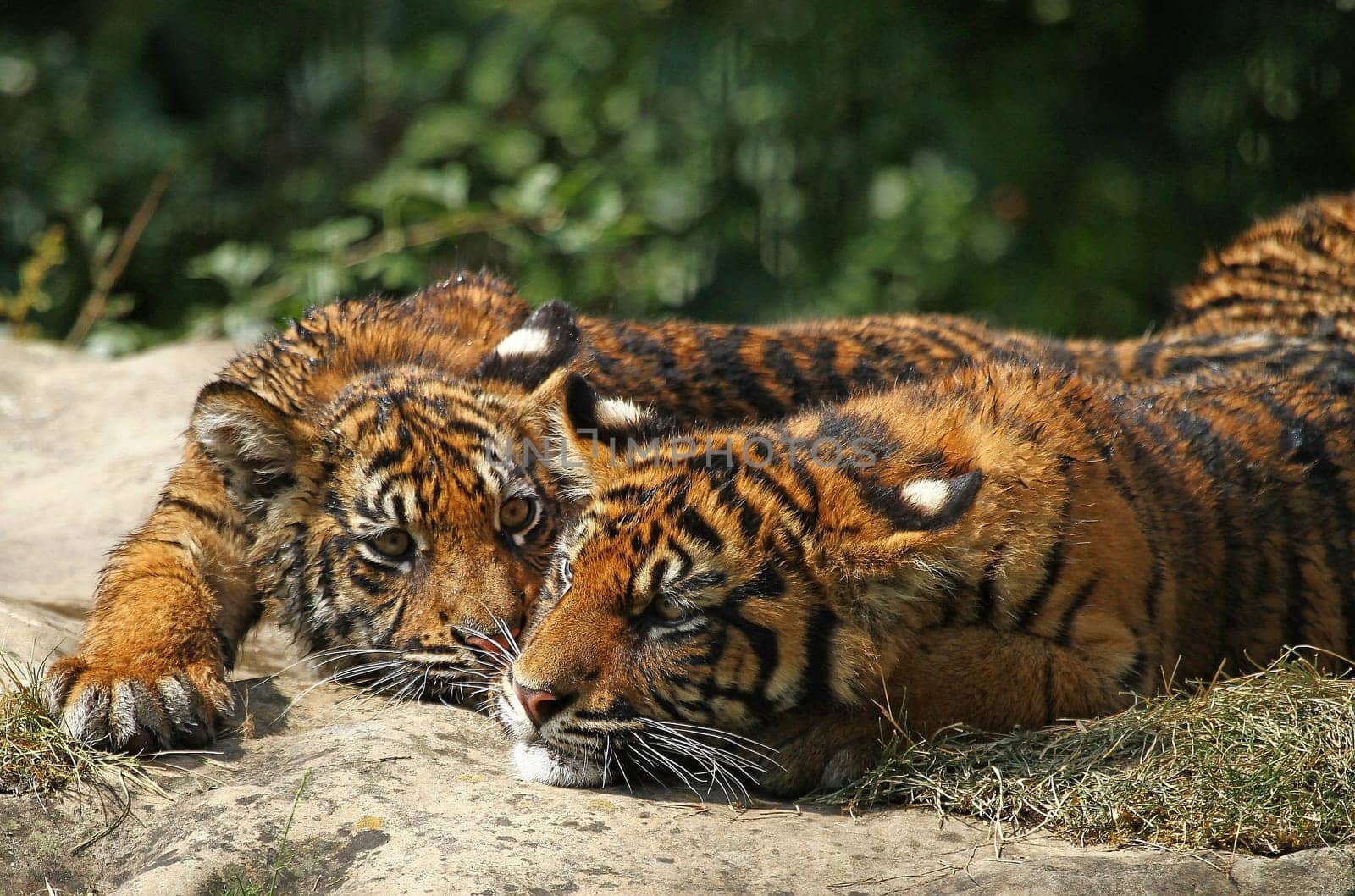 Sibling Love