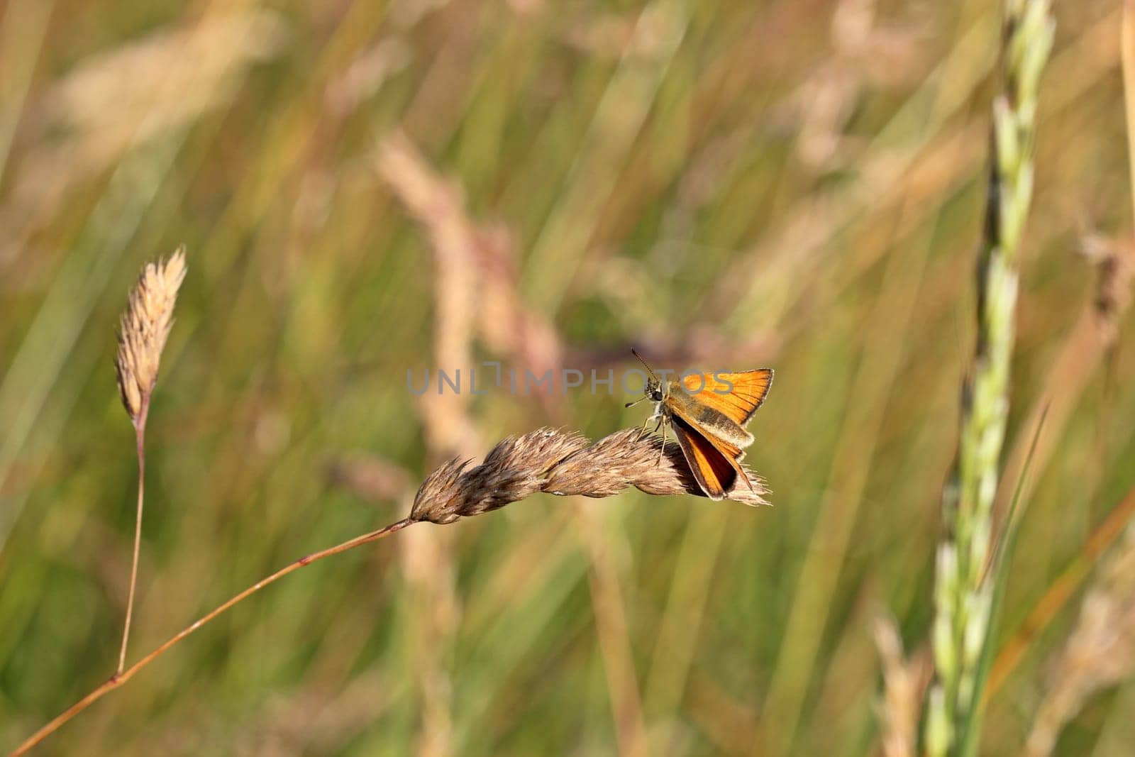 Thymelicus sylvestris
