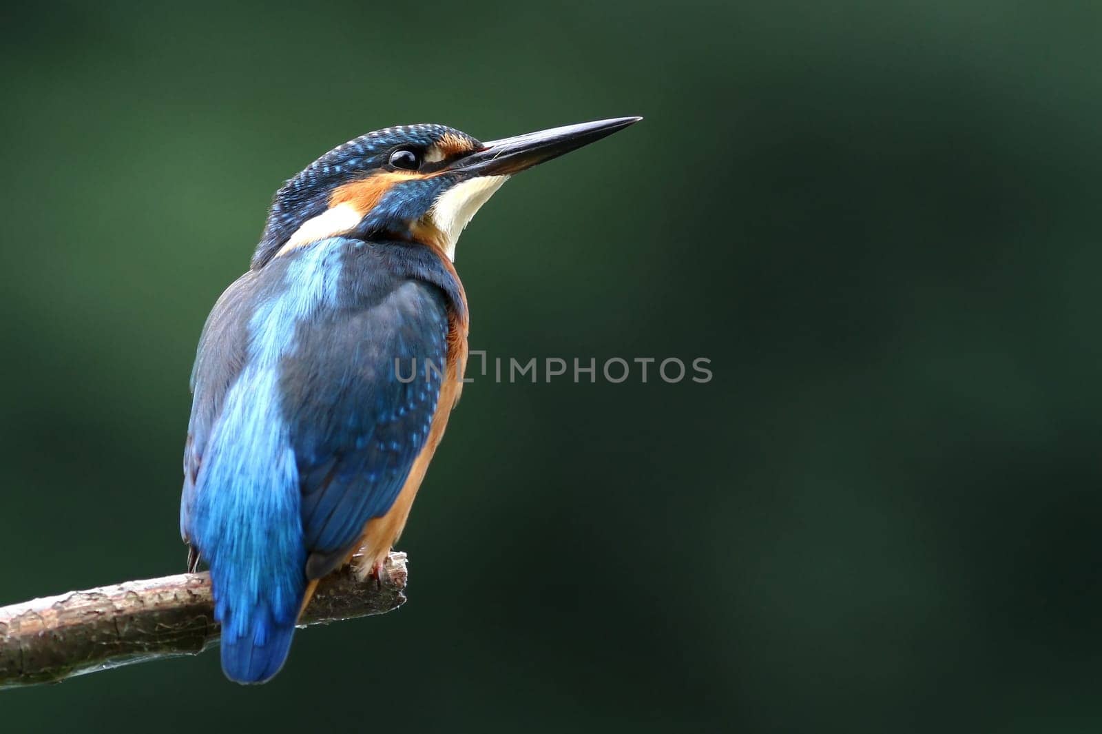 ALCEDINIDAE,ALCEDO ATTHIS,ANIMAL,ANIMALES,BABY,ADORABLE,COOL,DECO,DECORATION,DECORATIVE,NOBLE,UNIQUE,KINGFISHER,ICE CREAM,COLOR,HüBSCH,JUVENILE,YOUNG ANIMALS,KINGFISHER,SMALL,SMALL ANIMAL,LIGHT,FUNNY,FUNNY,NEW,CUTE,BEAUTIFUL,RARE,SWEET,WALLPAPER,WALLPAPER,ANIMAL,ANIMAL IMAGE,ANIMAL PICTURES,ANIMALS,ANIMAL PHOTO,ANIMAL PHOTOGRAPHY,BIRD,WILDLIFE,WILDERNESS,WONDER