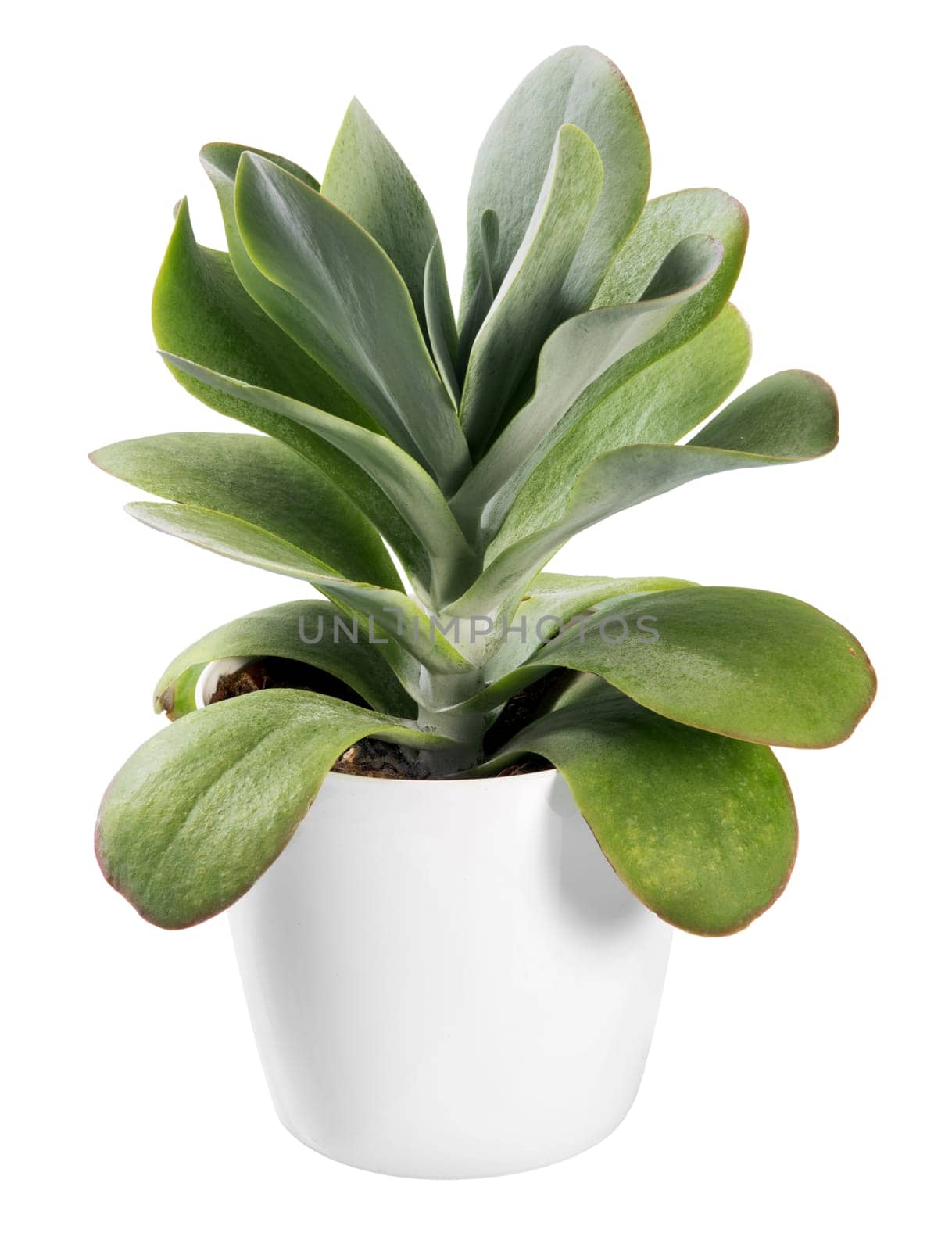 Kalanchoe thyrsiflora plant, an ornamental flowering plant native to Southern Africa, in a white generic pot isolated on white