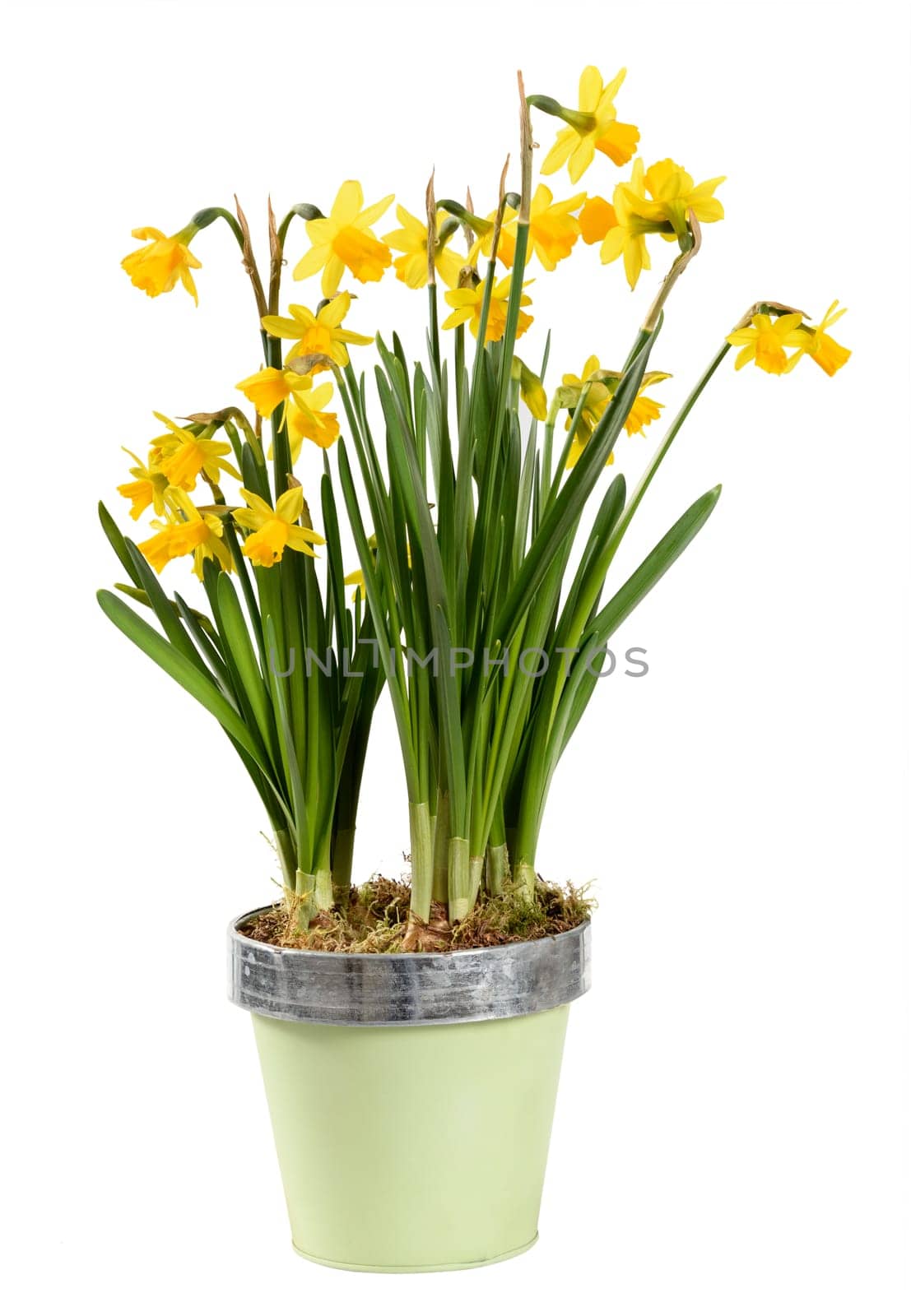Colorful potted yellow daffodils or Narcissus plant with clusters of flowers in a side view isolated on white symbolic of the spring season