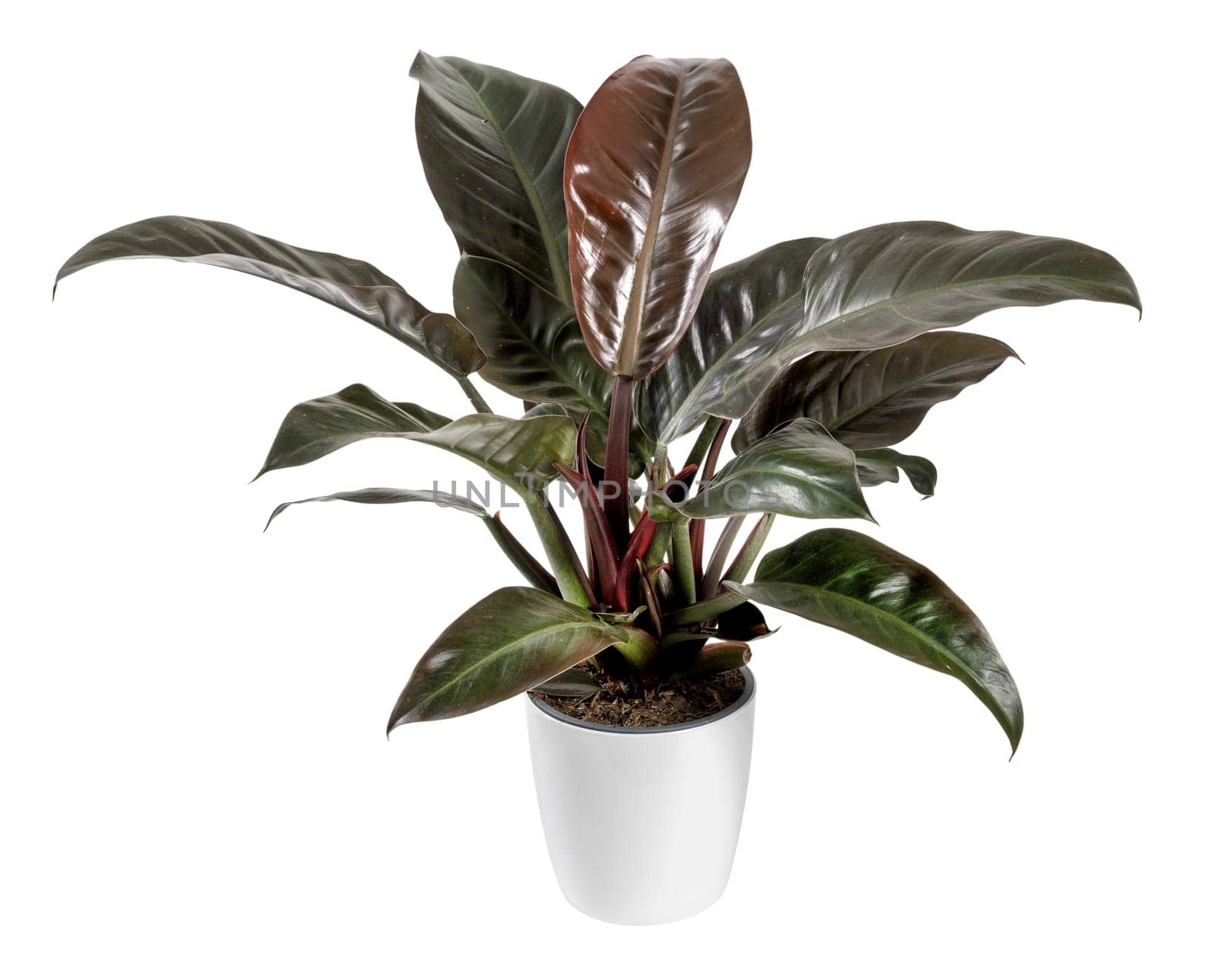 Potted Philodendron imperial red plant with fresh large leaves isolated on white backdrop in studio