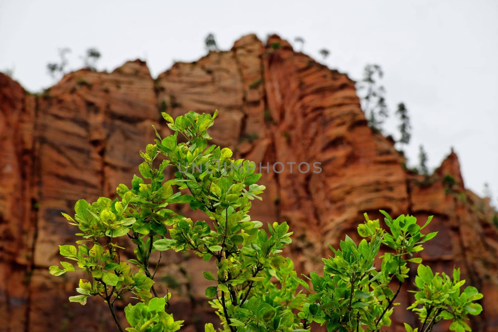Temple of Sinawava in Zion National Park,Utah,USA