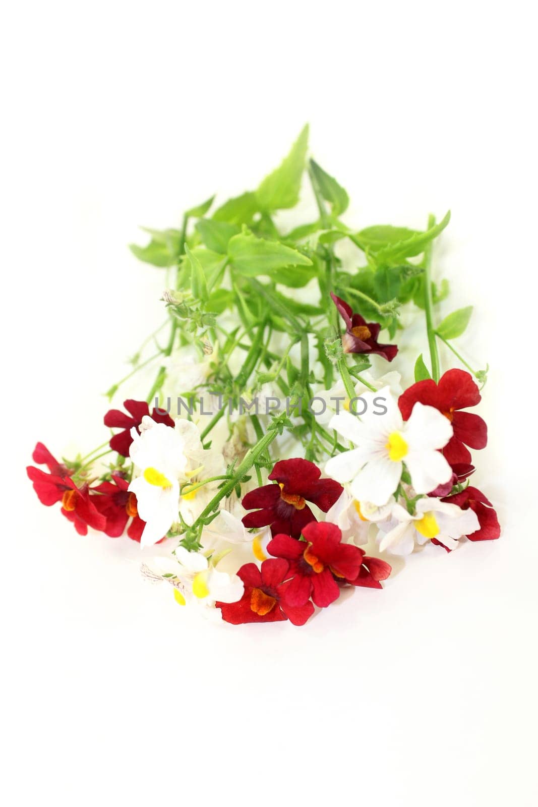 Fairy mirror blossom and leaves against a white background