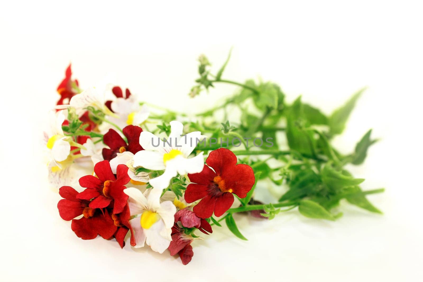 Fairy mirror blossom and leaves against a white background