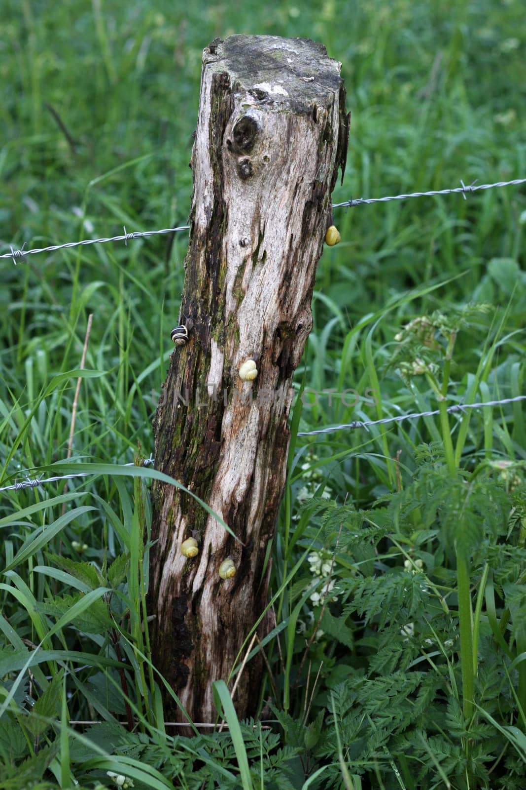 Snails on a damp fence post