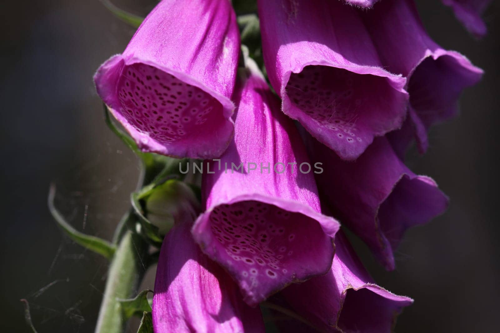 Red foxglove