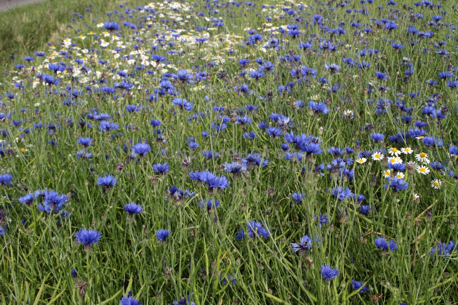 Cornflowers in a grain field