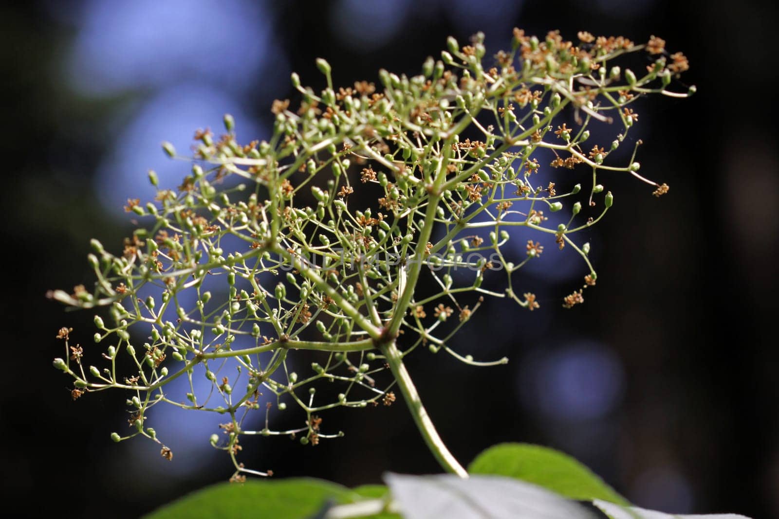 Faded elderberry umbel