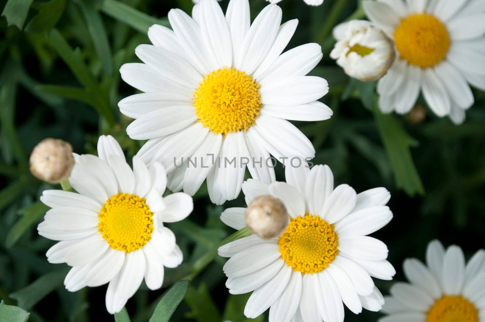 Daisy