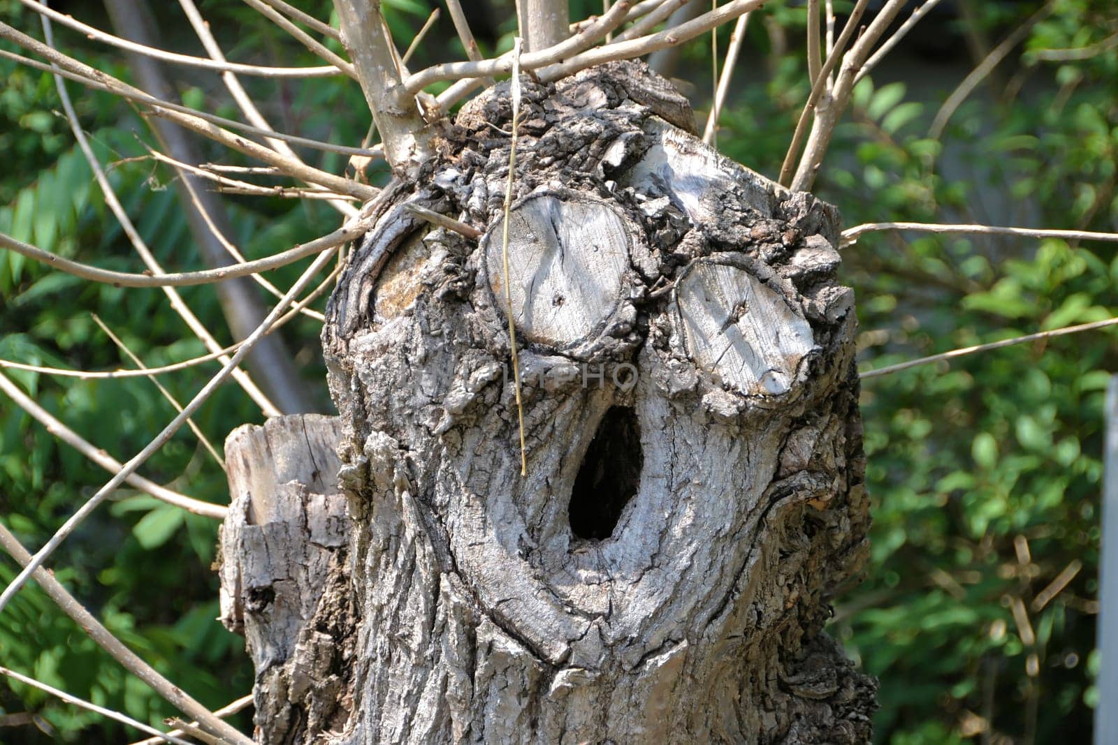 a tree with a face