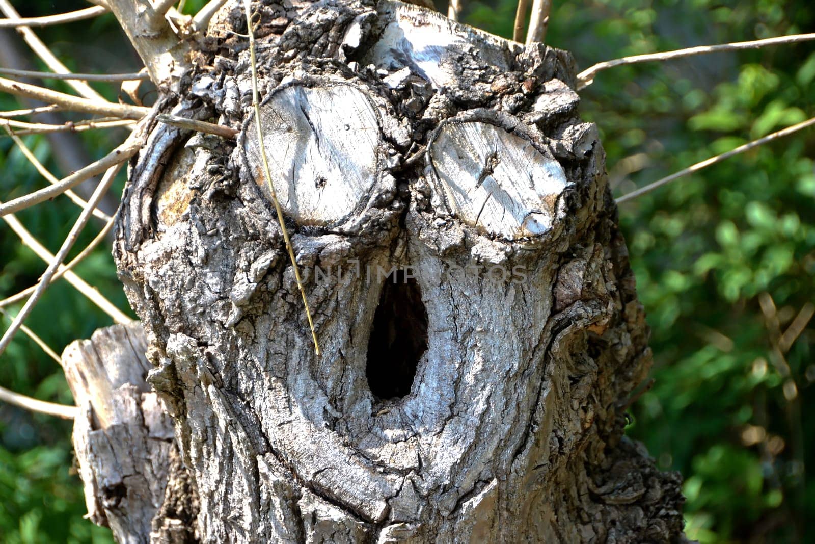 a tree with a face
