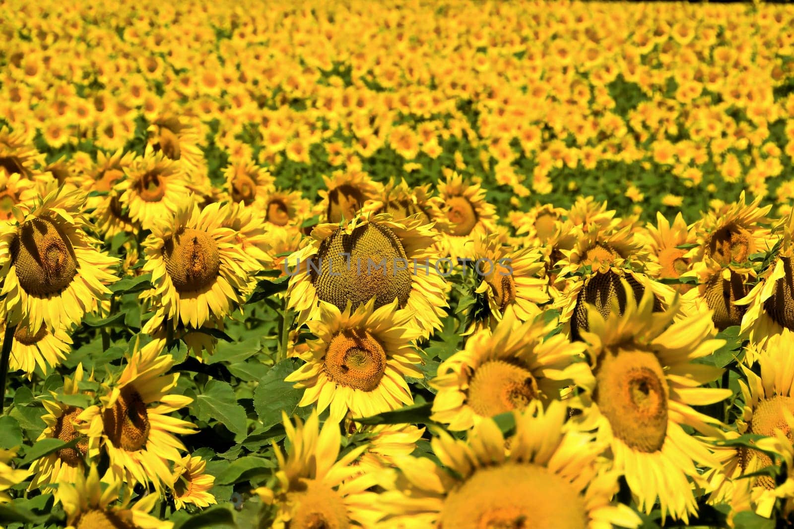 Sunflowers in a field