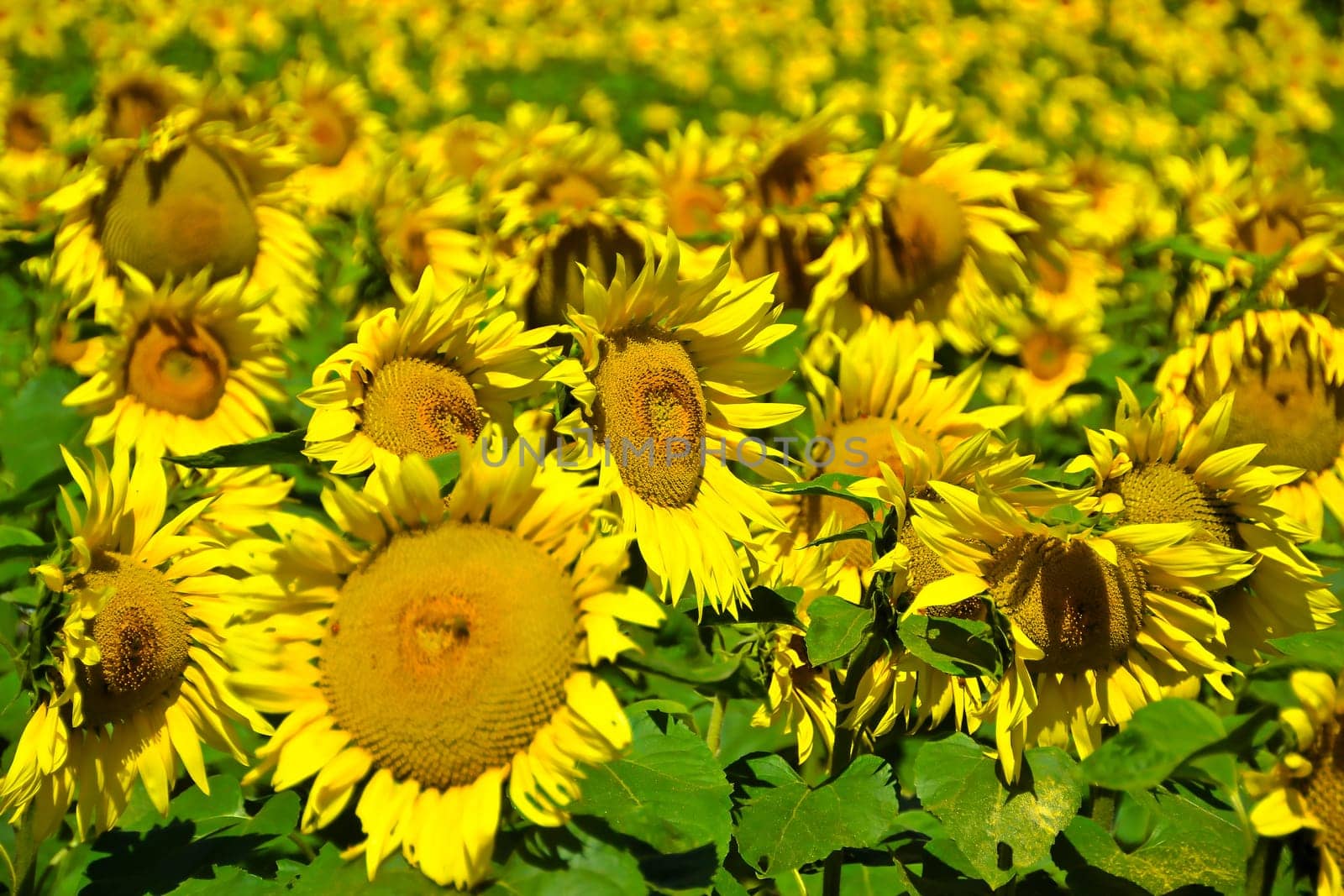 Sunflowers in a field