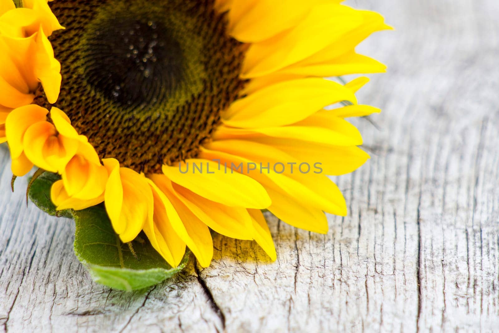 sunflower on old wooden background (Helianthus)