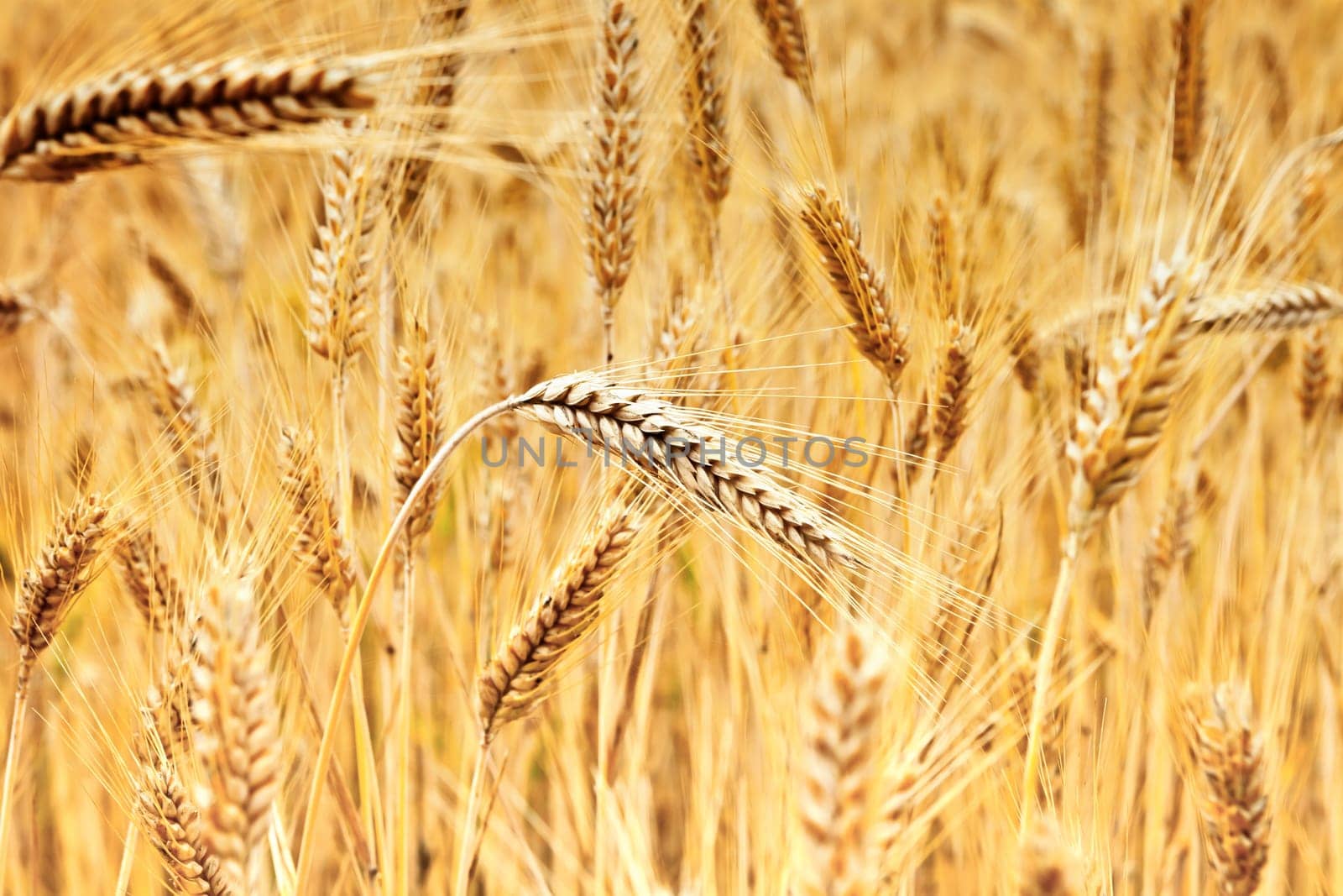 ears of golden wheat ready for harvest
