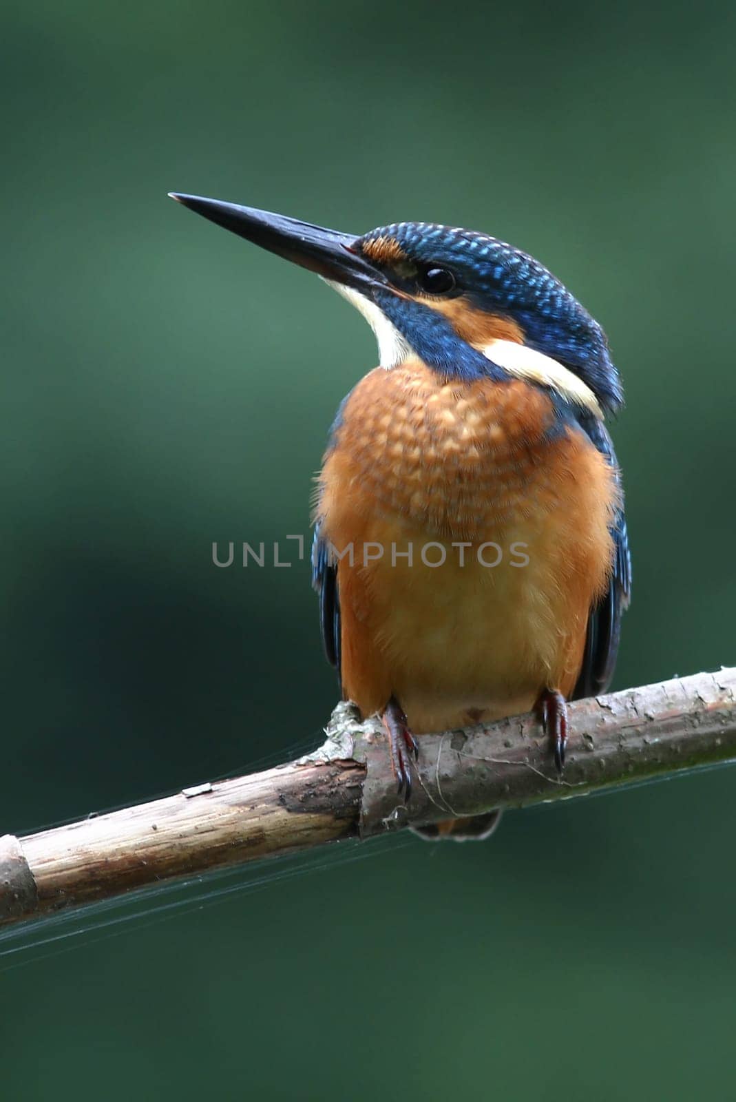 Kingfisher