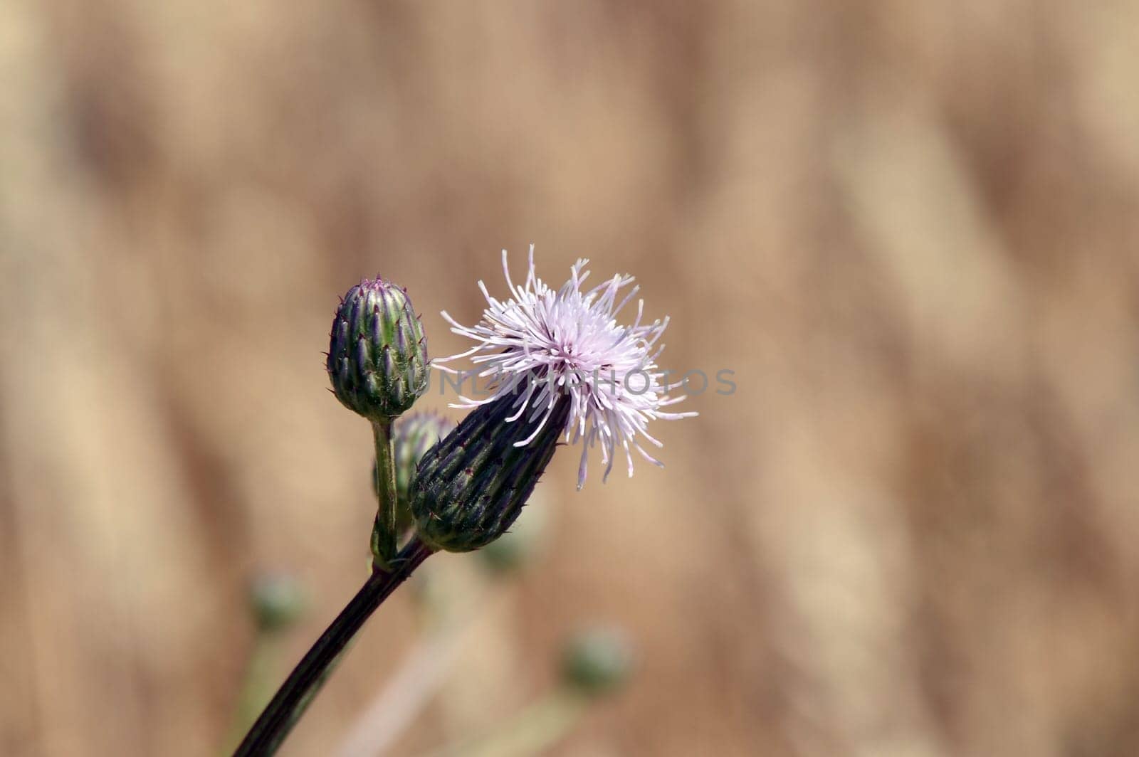 Corn thistle