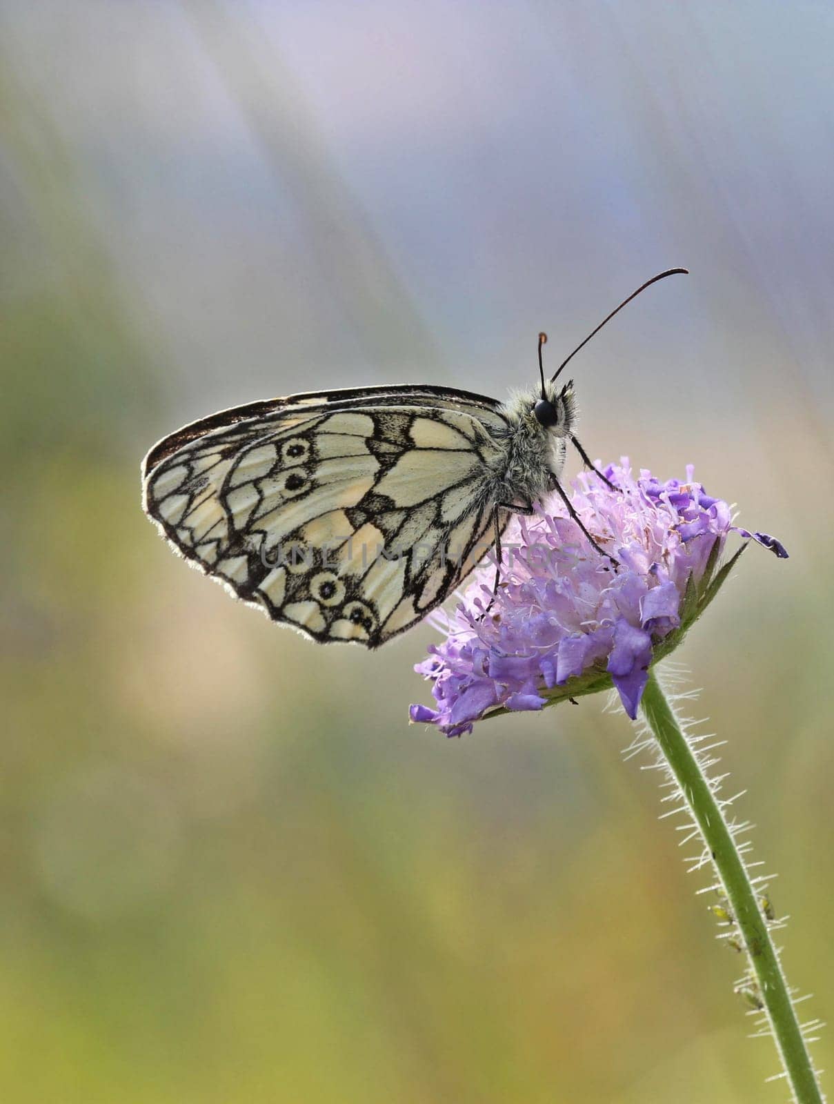 Checkerboard butterfly on widow's flower