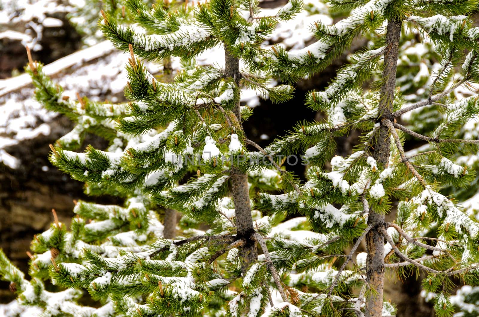 snow in summer in Yellowstone National Park in Wyoming